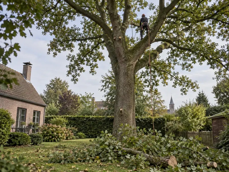 Élagueur encordé dans la couronne d'un chêne, vu depuis le sol